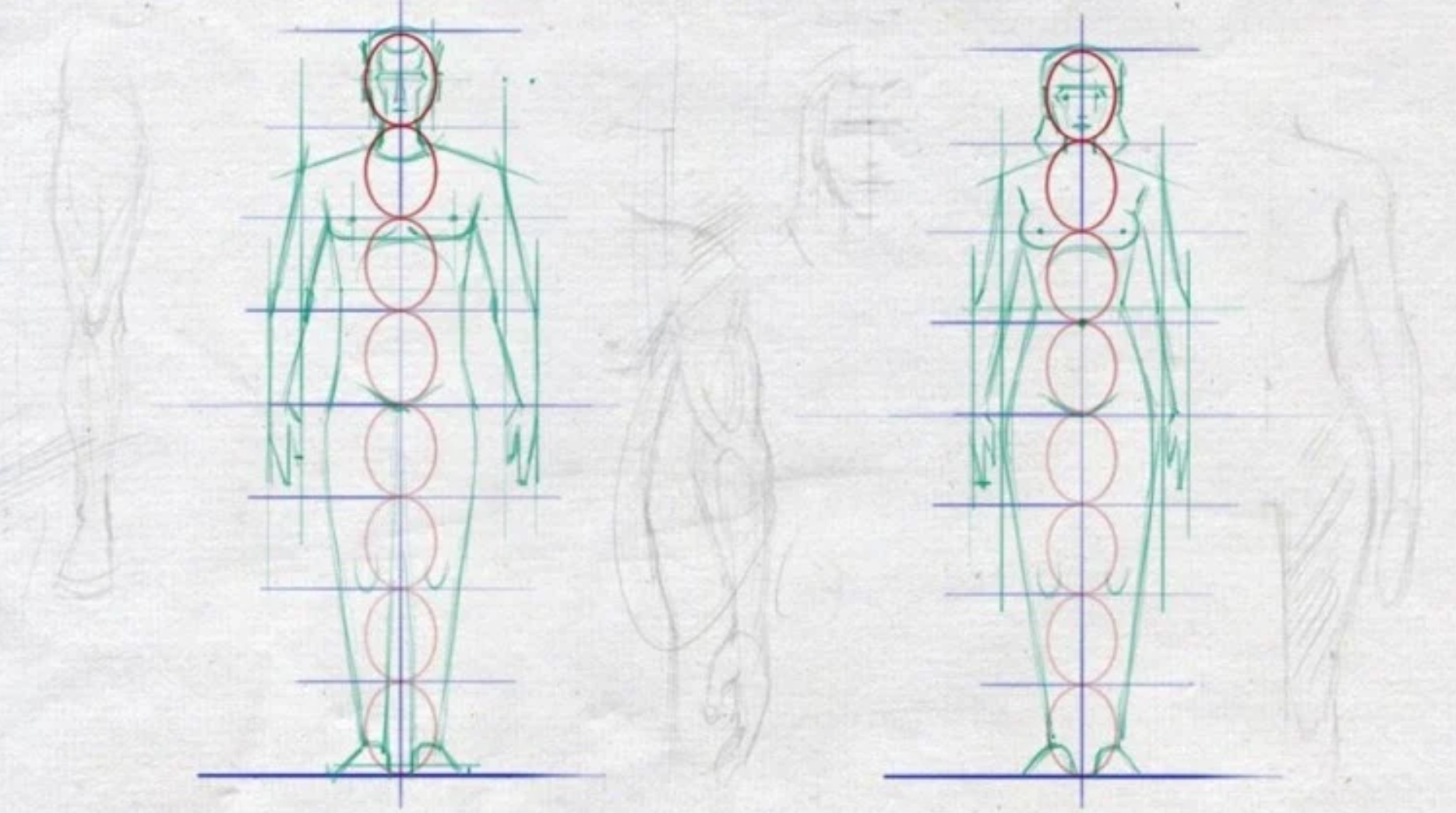 图片[1]-Udemy – 人体素描：男女人体解剖-Heycg.cn