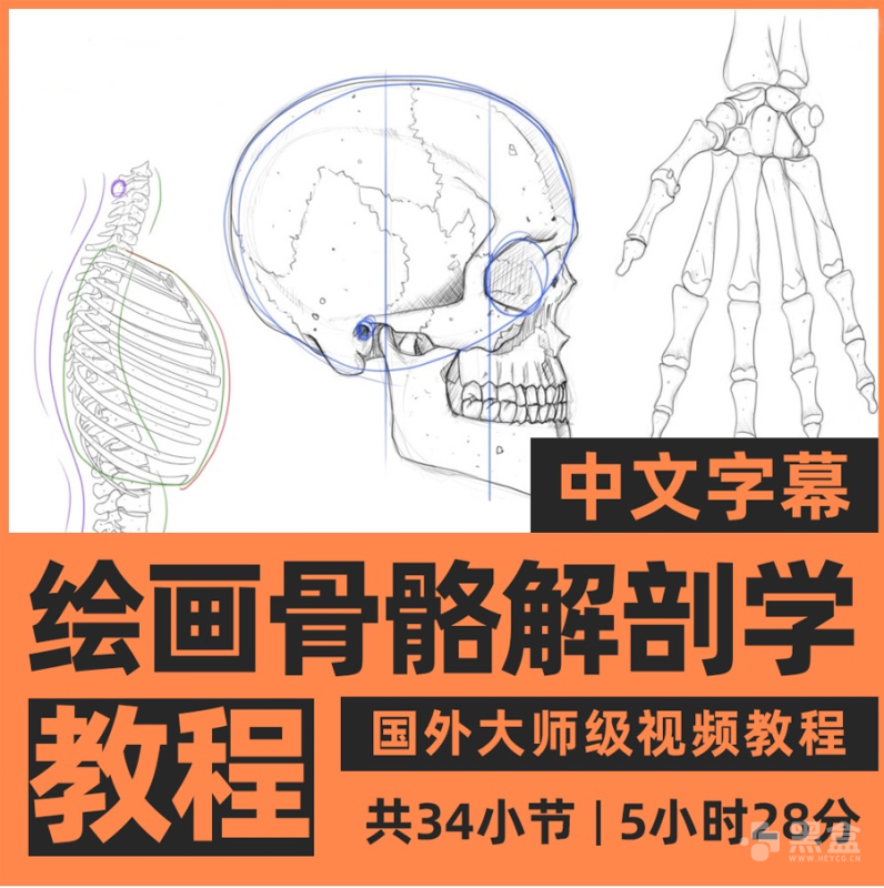 人体绘画骨骼解剖学教程：画人总画不好？先搞懂人体骨骼快速上手-Heycg.cn